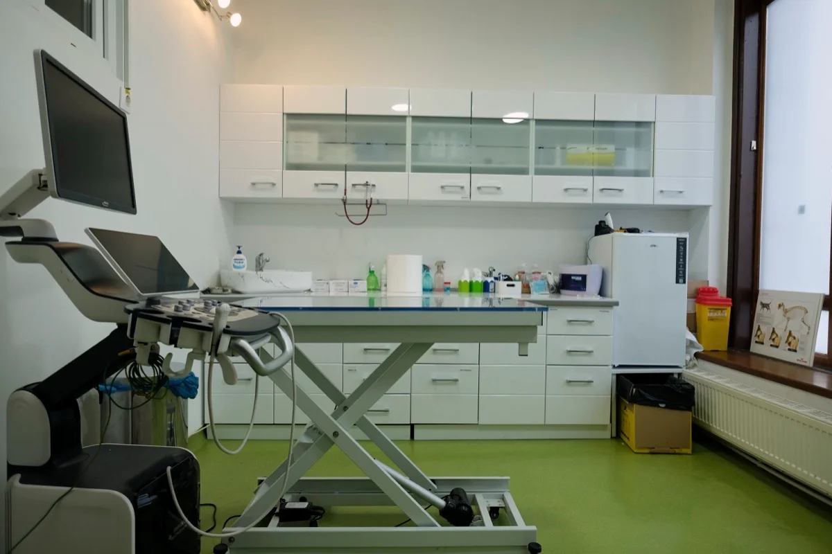 Câine în zăpadă - îngrijire pe timp de iarnă