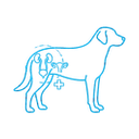 Chirurgie urinară și reproductivă